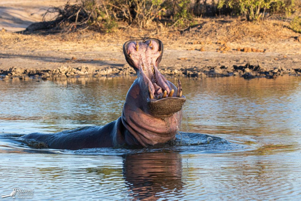 Lodge Nkorho Bush *
