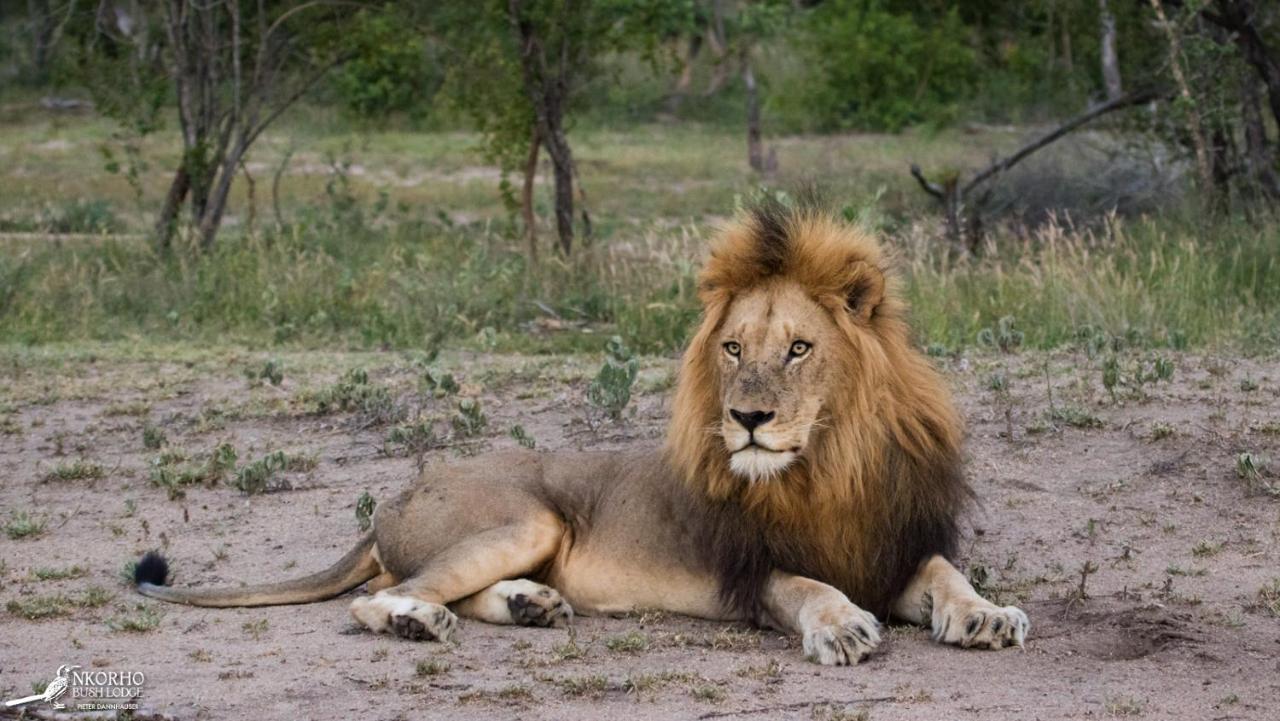 Nkorho Bush Lodge Sabi-Sand-Reservat